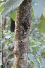 Meliosma fordii