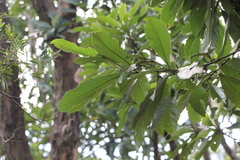Meliosma fordii