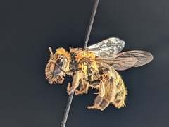 Andrena accepta