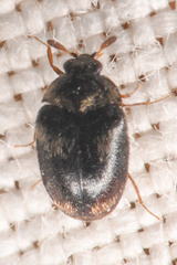 Cryptorhopalum apicale