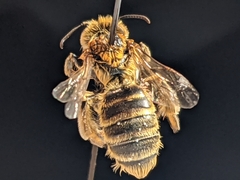 Andrena accepta