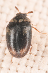 Cryptorhopalum apicale