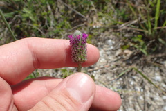 Dalea emarginata