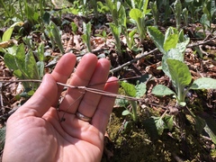 Rugelia nudicaulis