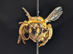 Andrena accepta
