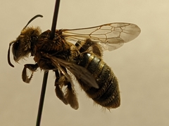 Andrena accepta
