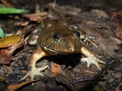 Hydrolaetare schmidti