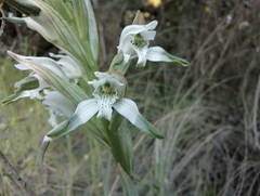 Chloraea multiflora