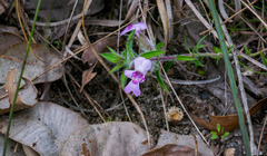Hemiandra pungens