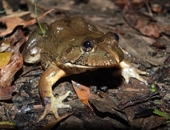 Hydrolaetare schmidti