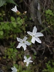 Lithophragma cymbalaria