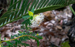 Pimelea lehmanniana