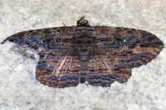 Anisoneura aluco