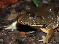 Hydrolaetare schmidti