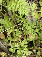 Lithophragma cymbalaria