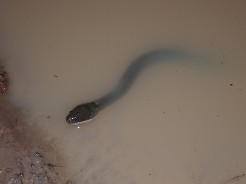 Murphy’s Mud Snake, Hypsiscopus murphyi