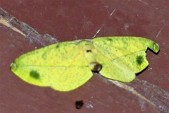 Omiza miliaria