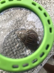 Lissachatina immaculata