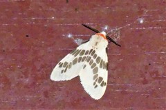 Lemyra ypsilon