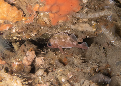 Sebastes umbrosus