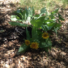 Wyethia helenioides
