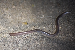 Siagonodon borrichianus