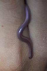 Siagonodon borrichianus