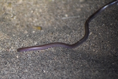 Siagonodon borrichianus