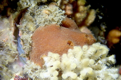 Amphimedon trindanea