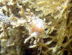 Eurylepta californica