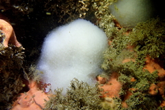 Cystodytes lobatus