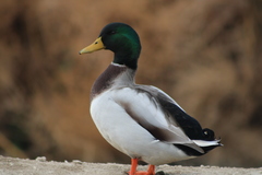 Anas platyrhynchos