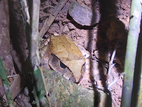 Northern Barred Frog, Mixophyes schevilli