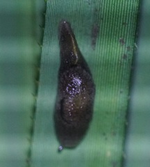 Parmacochlea furca