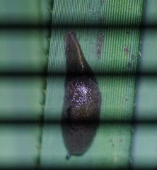 Parmacochlea furca