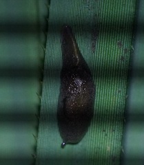 Parmacochlea furca