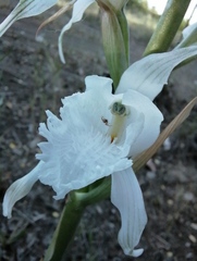 Chloraea crispa