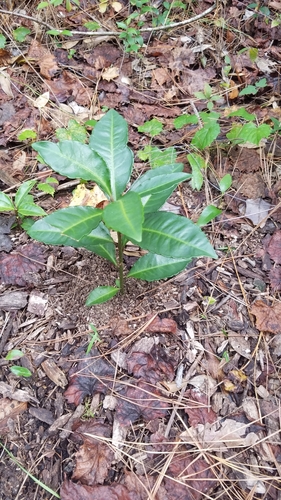 Ardisia image