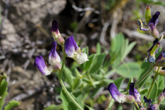 Lathyrus subandinus
