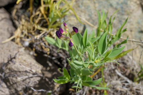 Lathyrus subandinus, photograph 1