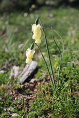 Narcissus triandrus pallidulus