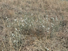 Schizomyia scheppigi