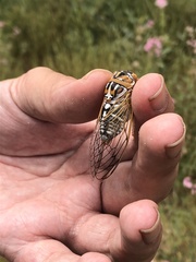 Megatibicen harenosus