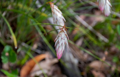 Johnsonia lupulina
