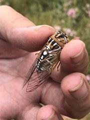 Megatibicen harenosus