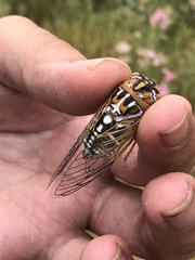 Megatibicen harenosus