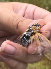 Megatibicen harenosus
