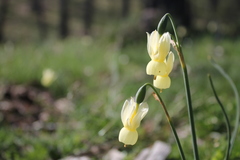 Narcissus triandrus pallidulus