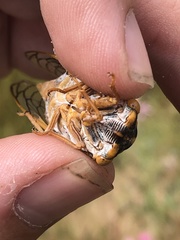 Megatibicen harenosus