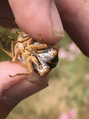 Megatibicen harenosus